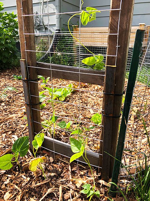 trellis with tiny plants vinig up the side