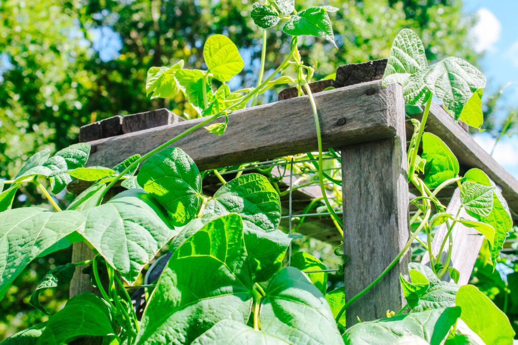 close up of garden trellis growing green beans