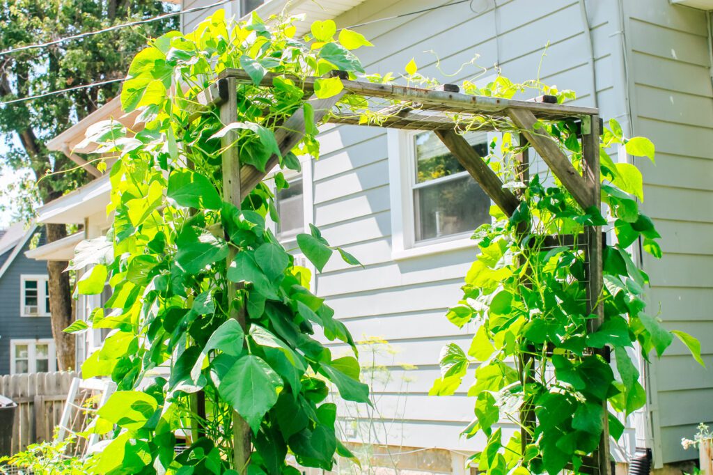 green vining plants growing up the side of a wooden trellis