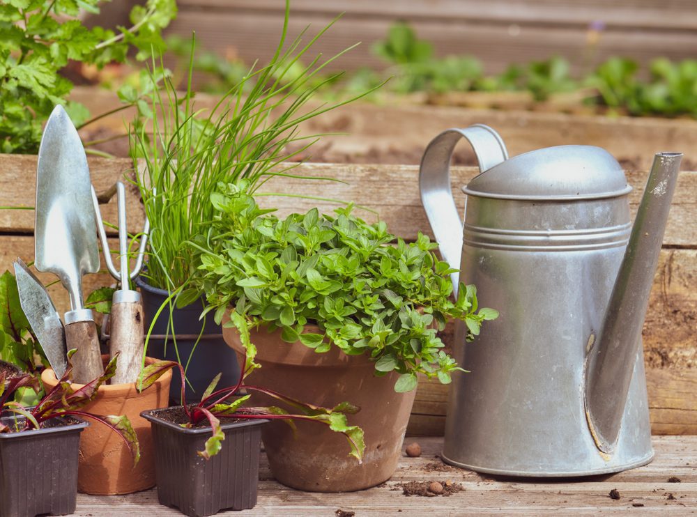 Why Plant a Garden? 5 Benefits of Growing Your Own Food.