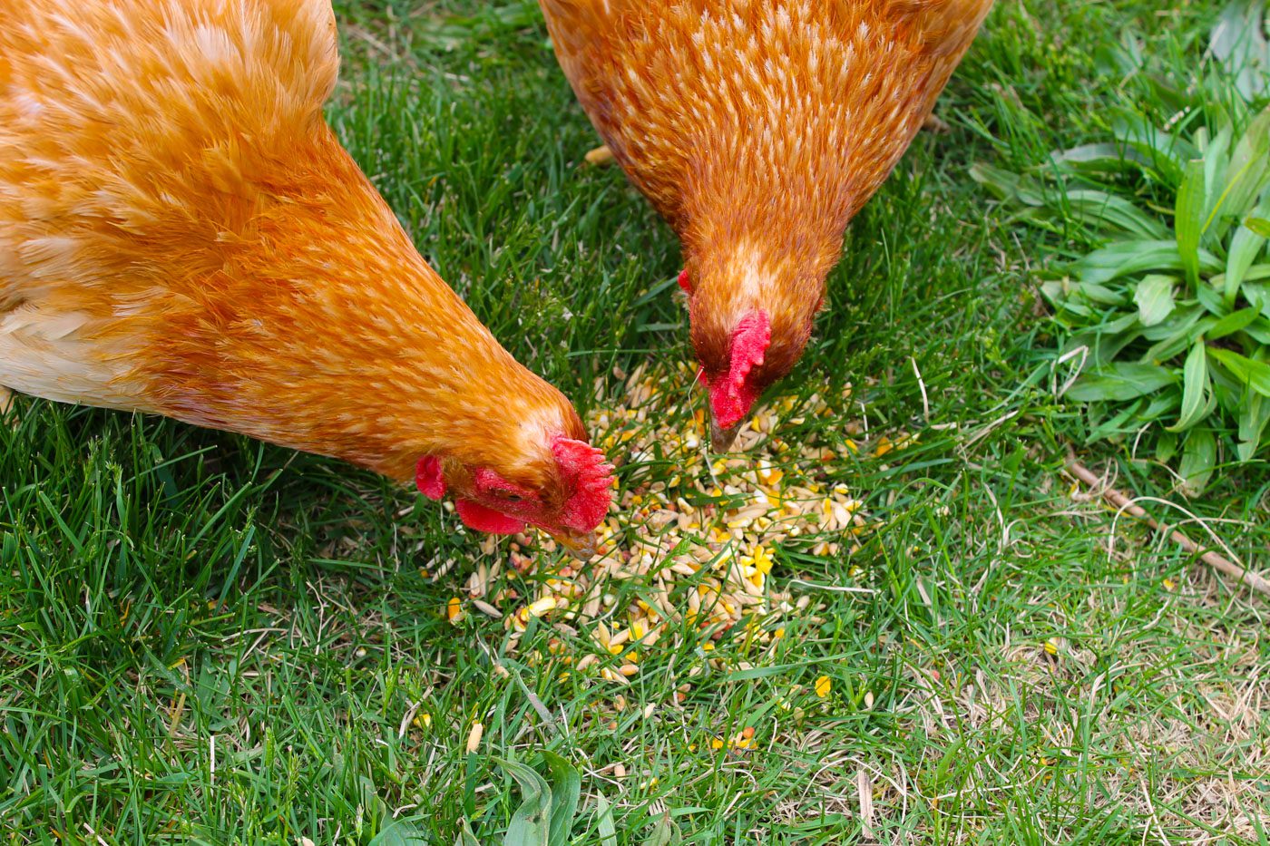 two hens pecking at some chicken feed in the grass
