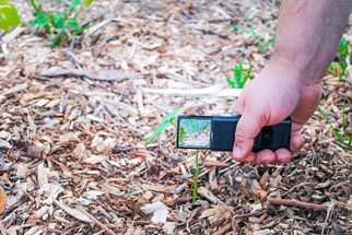 How to Identify Pests In Your Garden