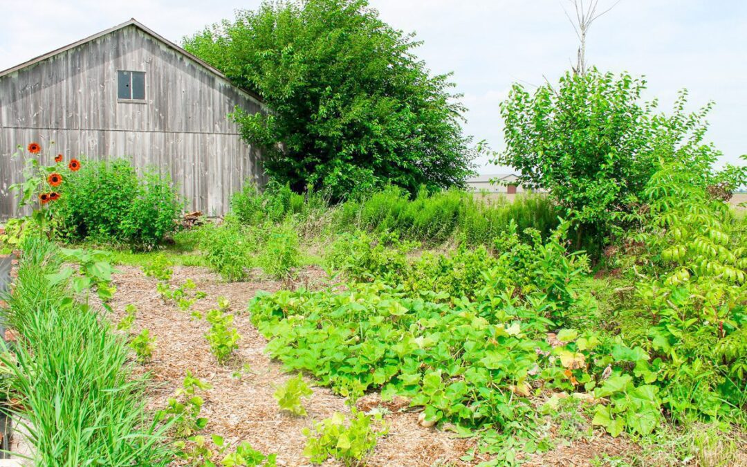 How to Maximize Your Garden Space