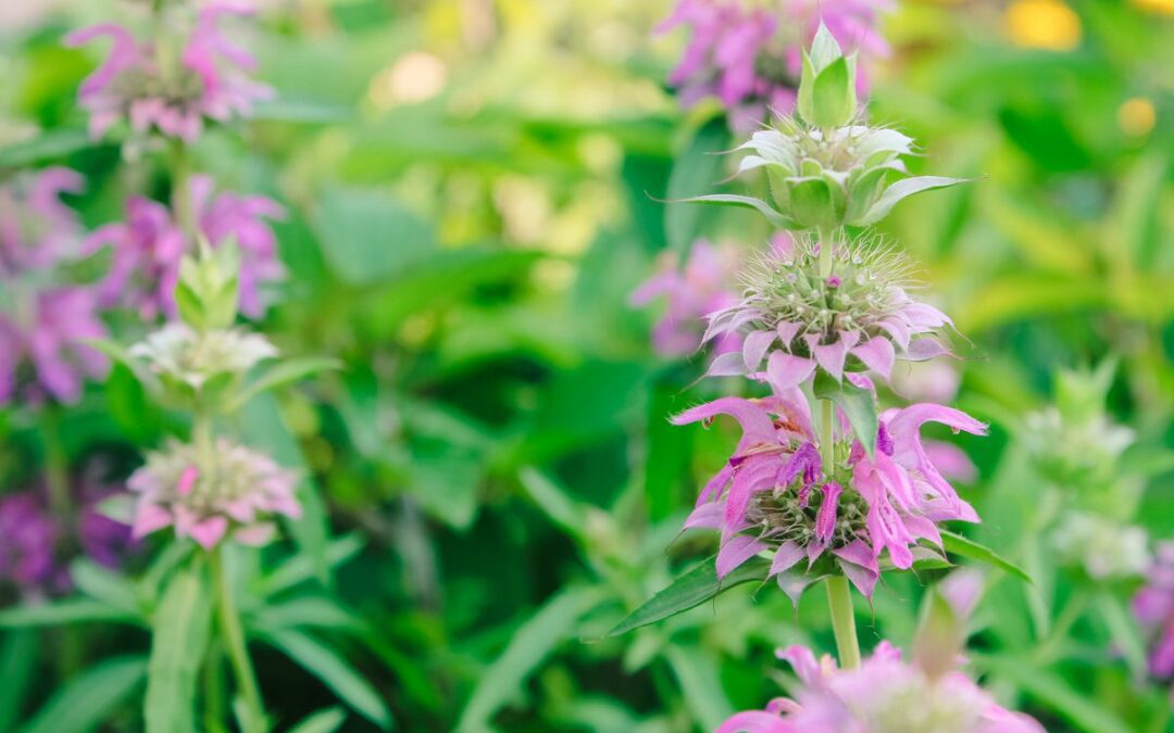 Your Hope for Uncertain Times