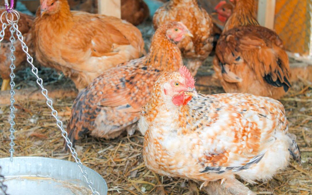 Raising Meat Chickens – Our First Experience