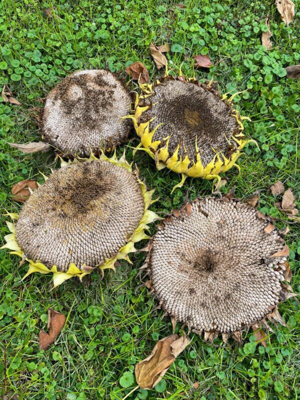 How to Roast Sunflower Seeds - WholeMade Homestead