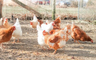 How to Care for Chickens in the Winter