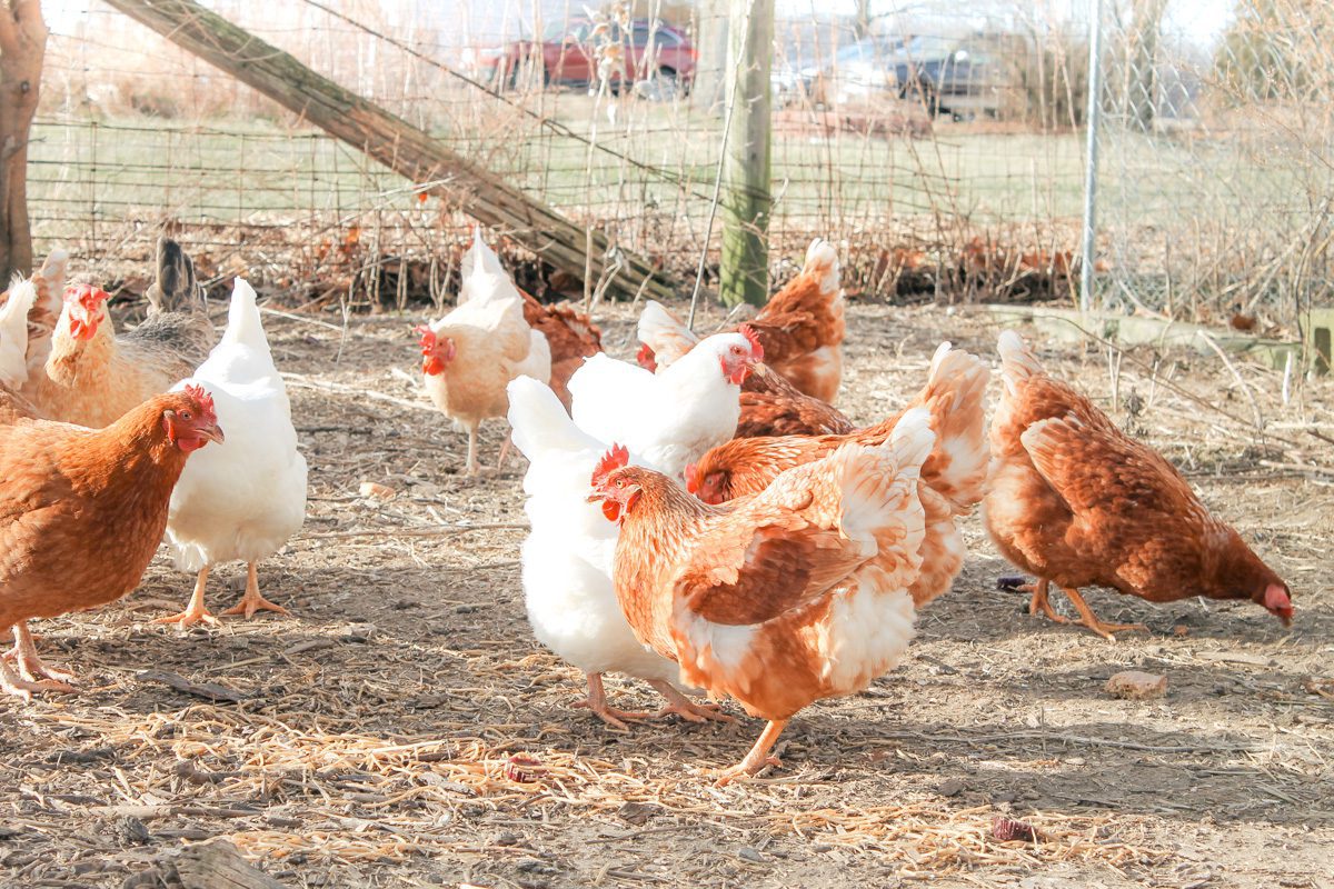 How to Care for Chickens in the Winter