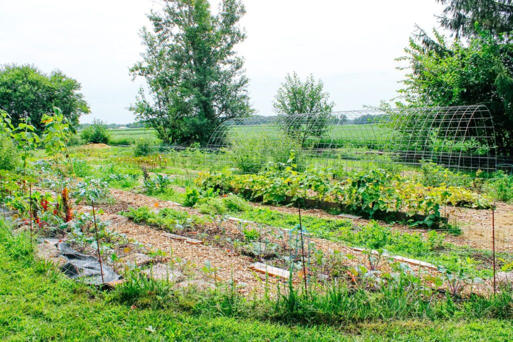 4 Ways to Use Cattle Panel on Your Homestead - WholeMade Homestead