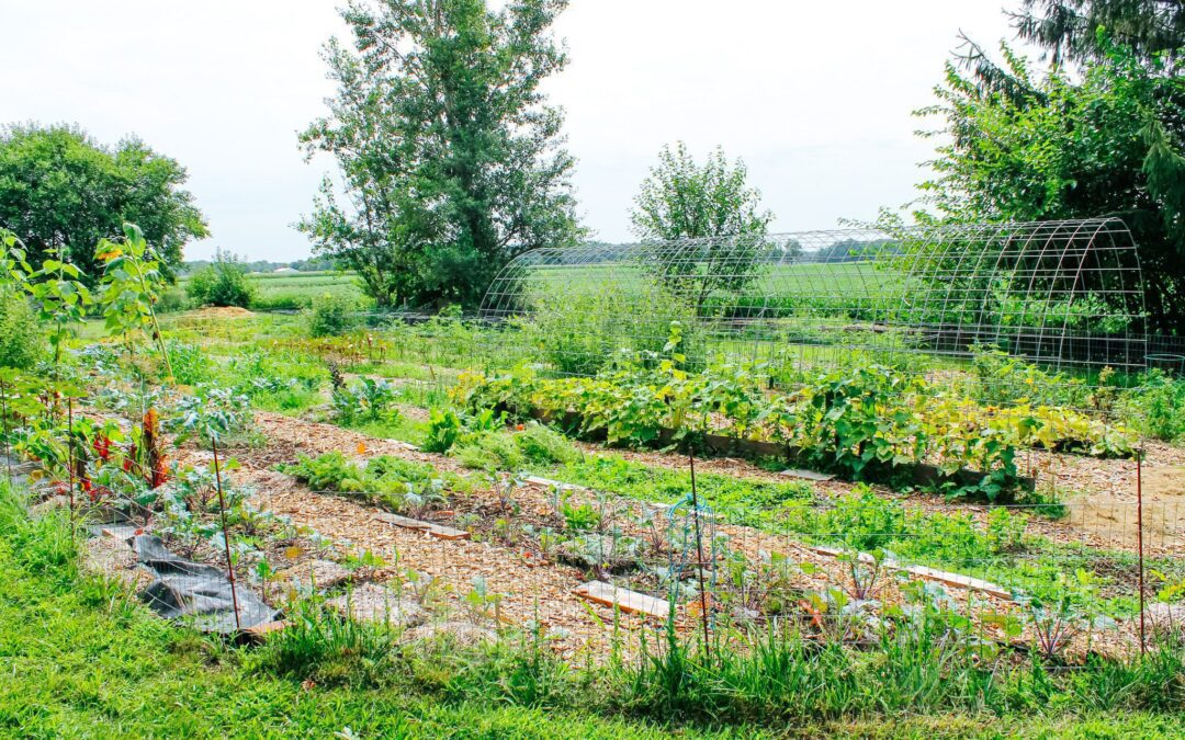 4 Ways to Use Cattle Panel on Your Homestead