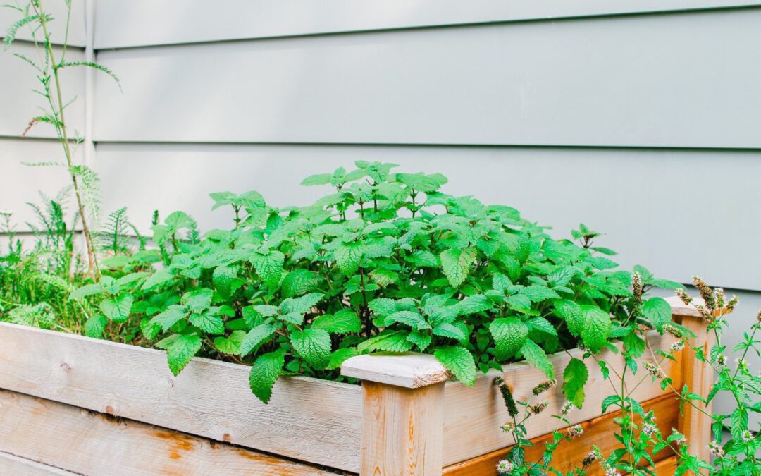 Greenes Raised Garden Bed Review