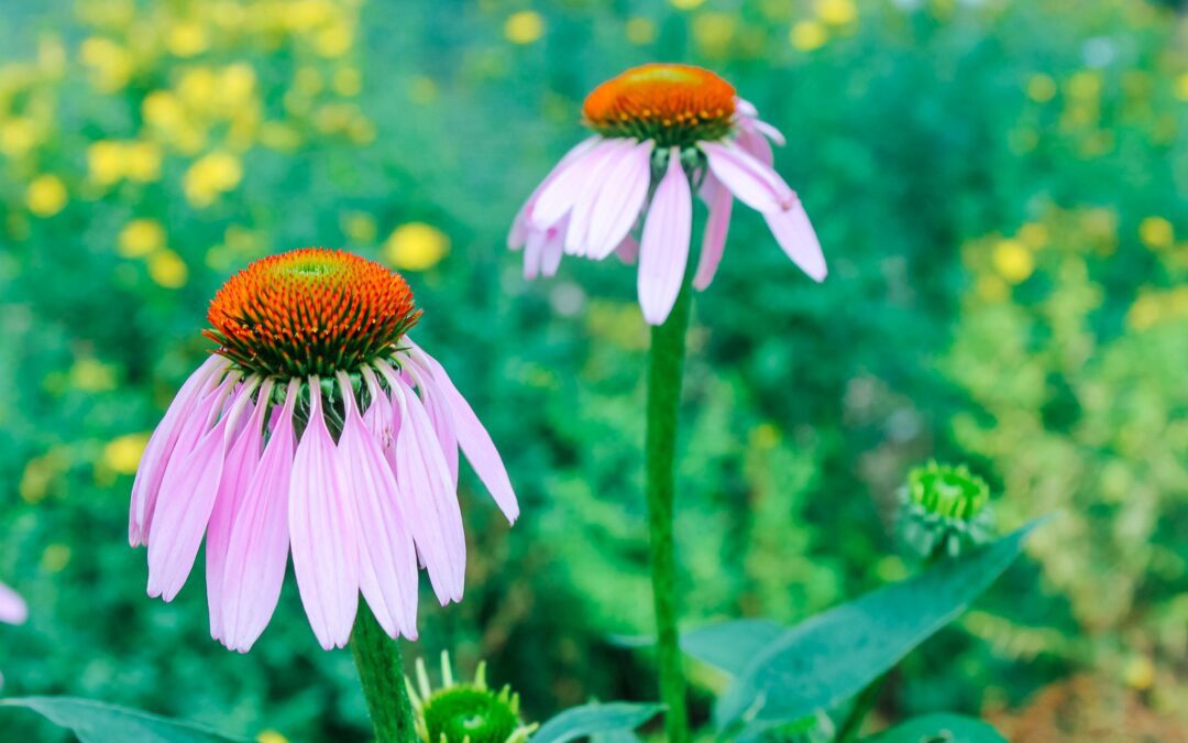 How to Start an Herb Garden