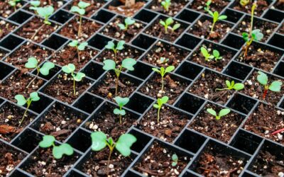 How to Start Seeds Indoors