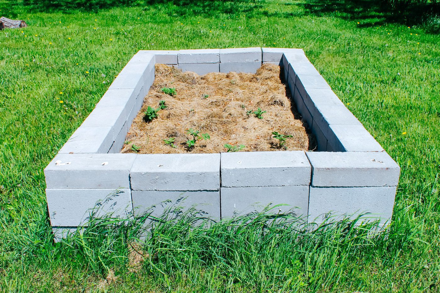 A Raised Bed with Cinder Blocks - Laidback Gardener