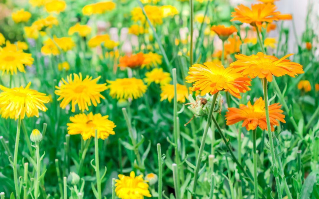 10+ Ways to Use Calendula