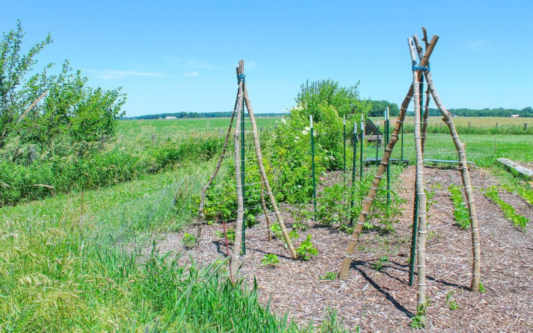 How to Build a Teepee Trellis