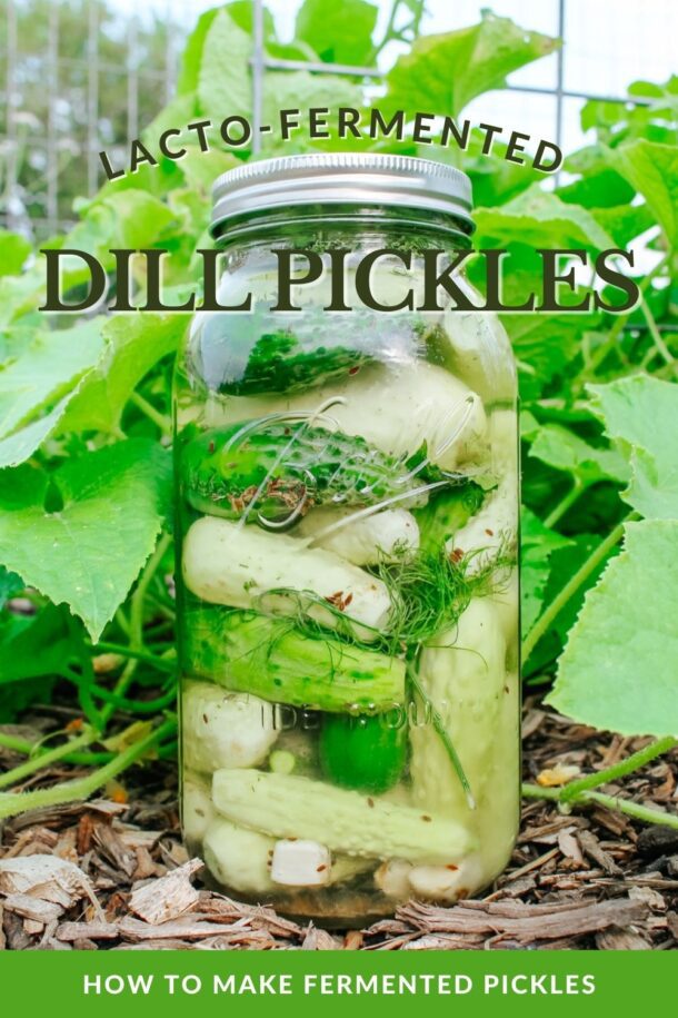 LactoFermented Dill Pickles WholeMade Homestead