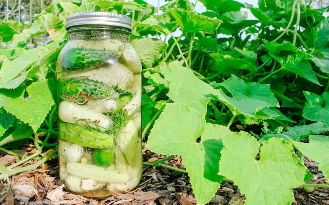 Lacto-Fermented Dill Pickles