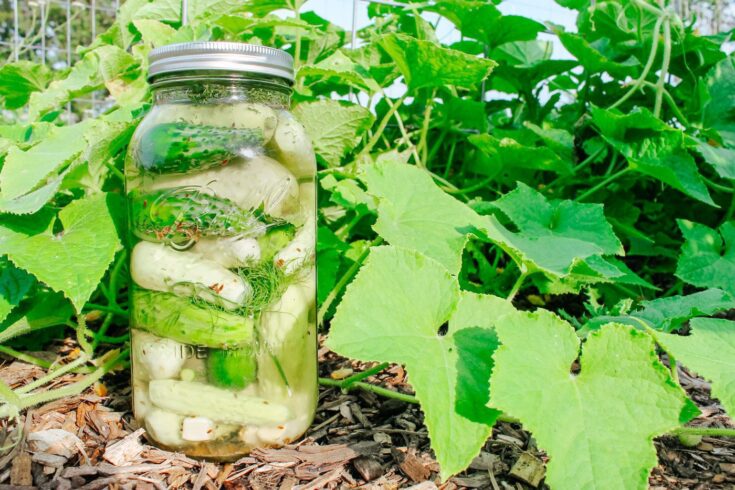 Lacto-Fermented Dill Pickles