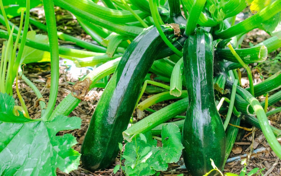 6 Ways to Use Up Excess Zucchini