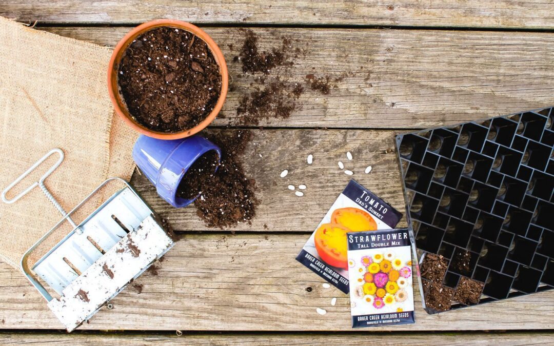 8 Best Seed Starting Trays