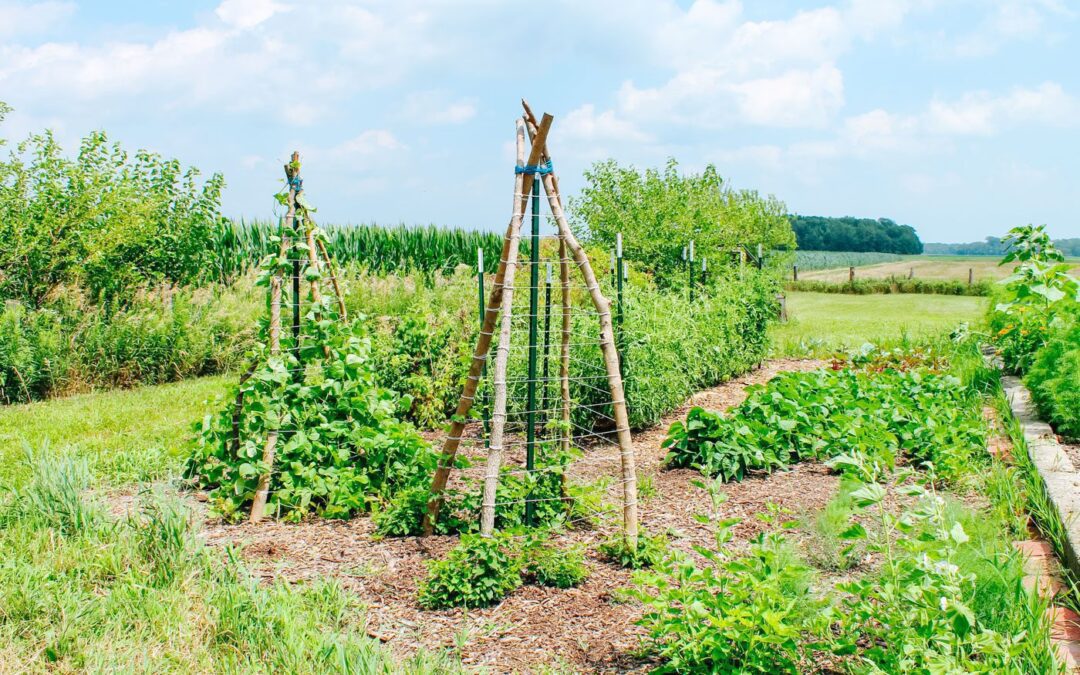 How to Start a Garden for Beginners
