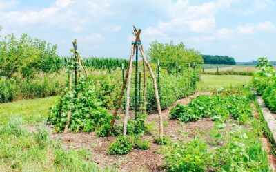 How to Start a Garden for Beginners