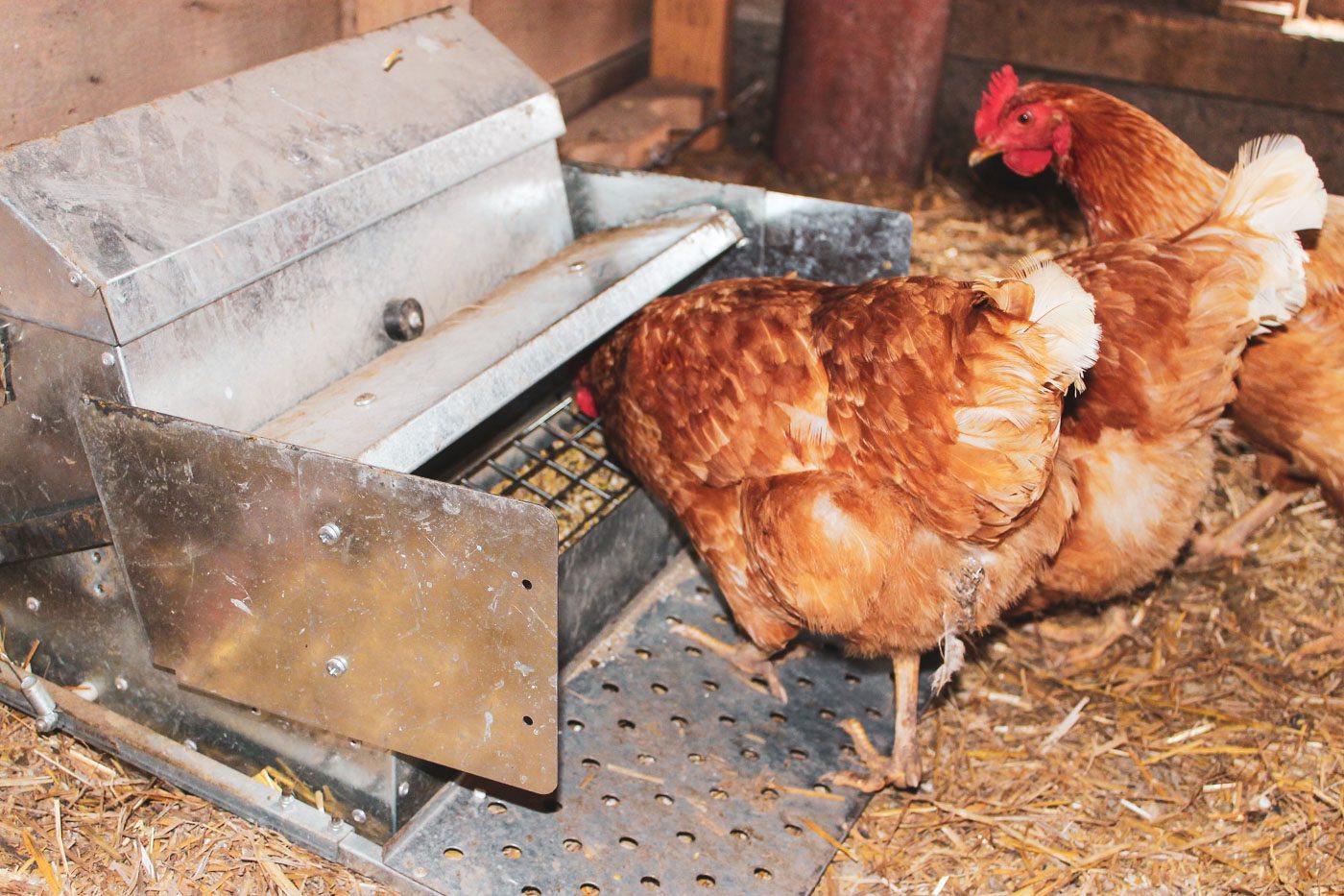 two chickens eating out of a metal chicken feeder