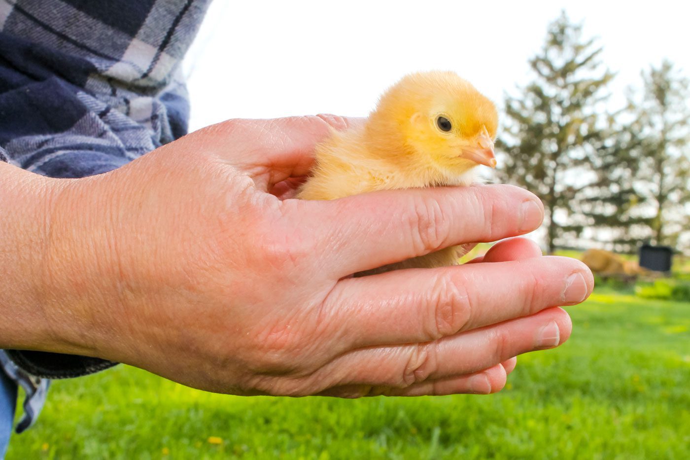 two hands are holding a baby chick