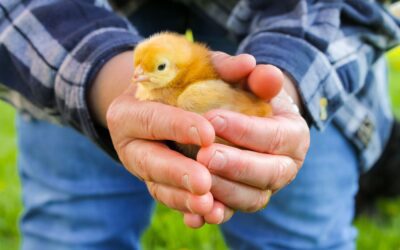 How to Take Care of Chickens for Beginners