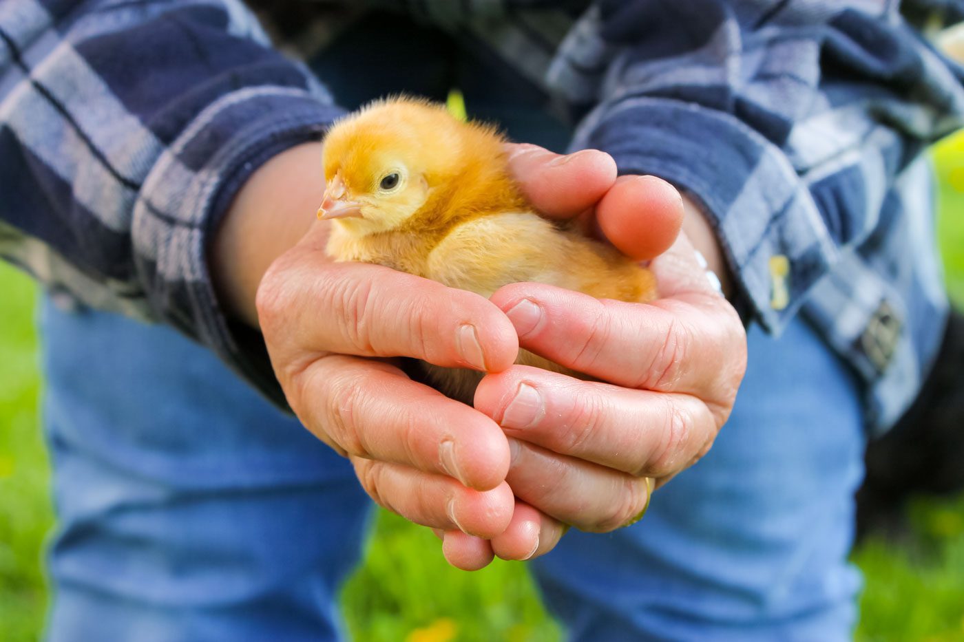 two hands are clasped together to hold a yellow baby chicken