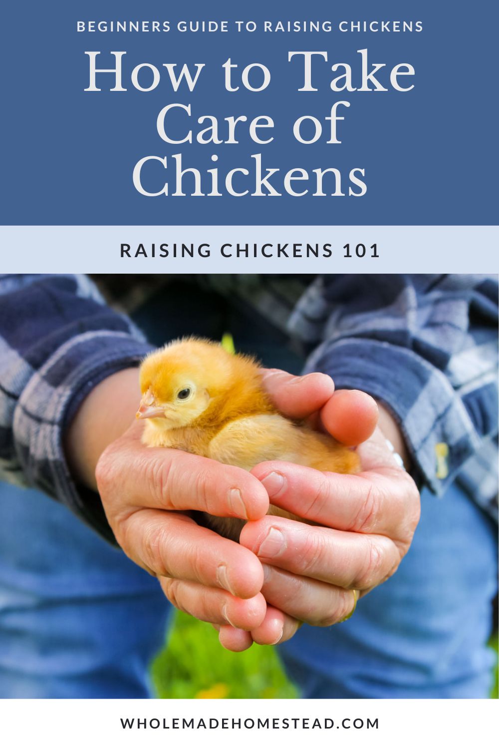 a woman's hands are holding a baby chick