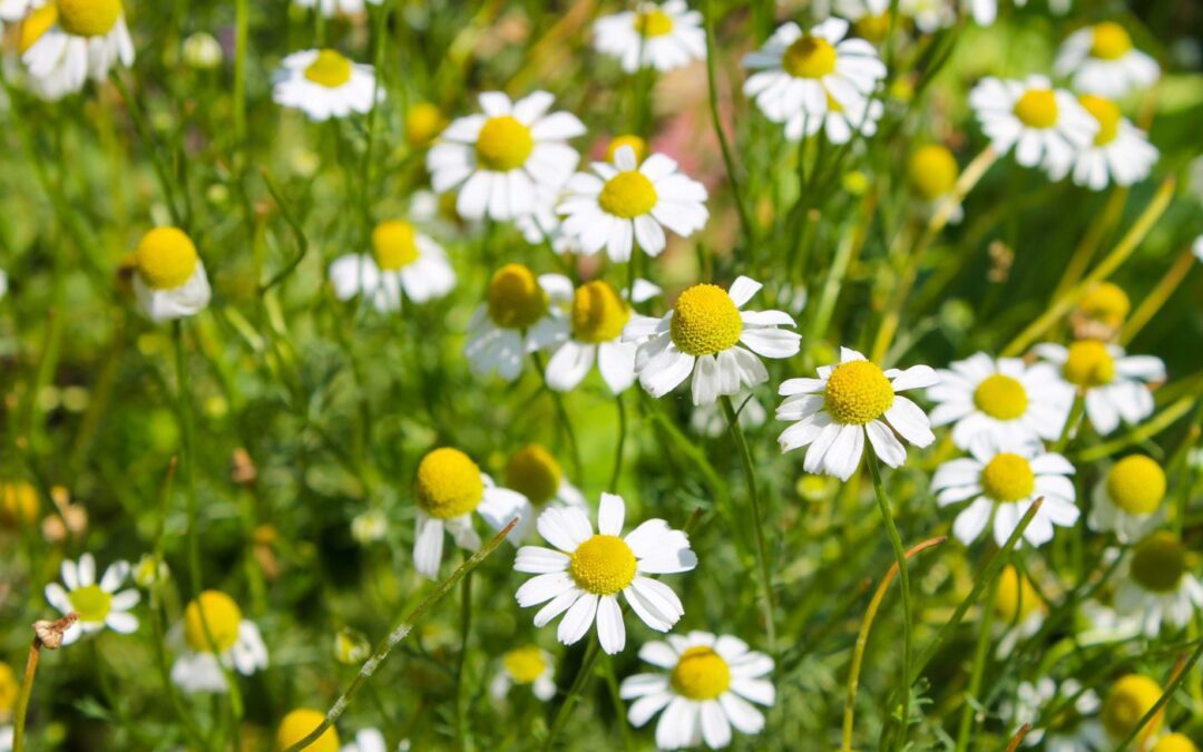 10+ Ways to Use Chamomile