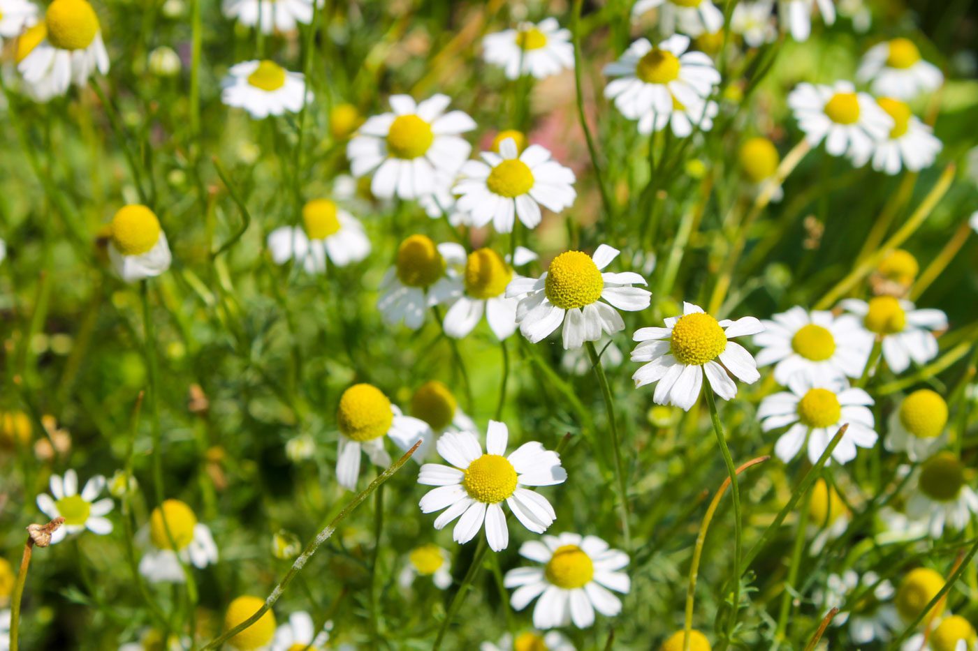 10+ Ways to Use Chamomile - WholeMade Homestead