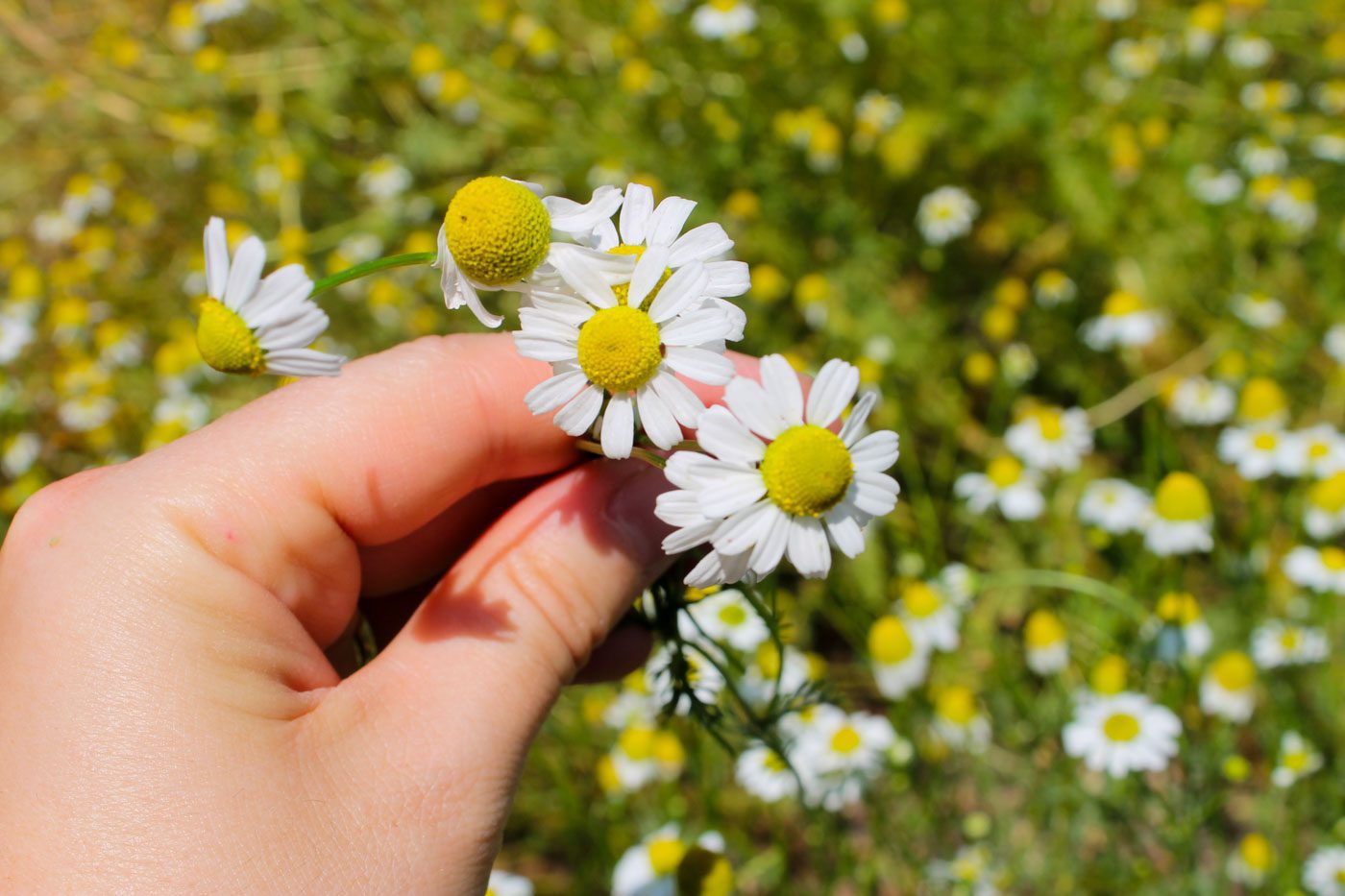 hand picking chamomile flowers from the garden