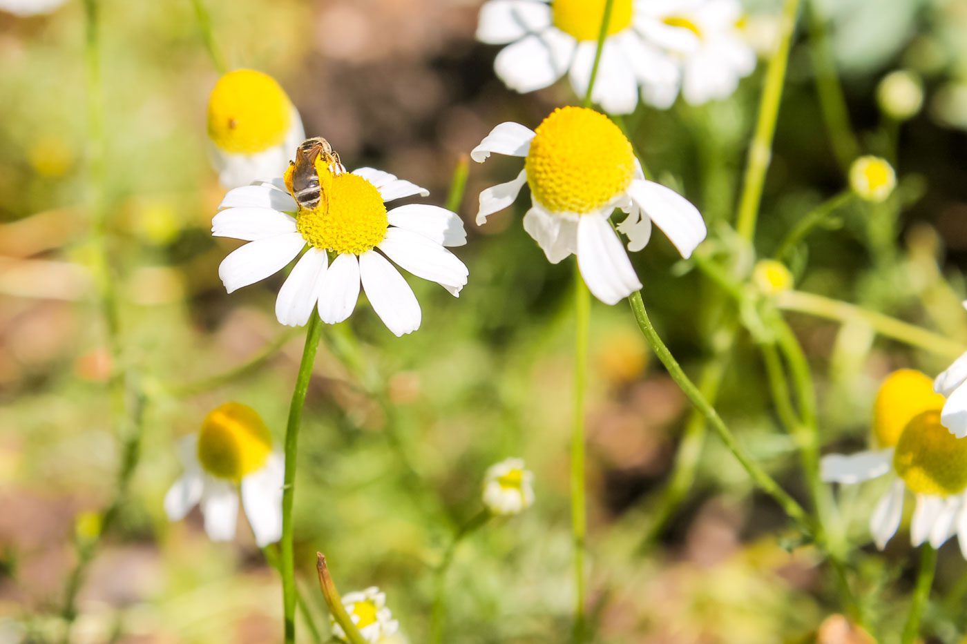 bee sits on top of chamomile flower