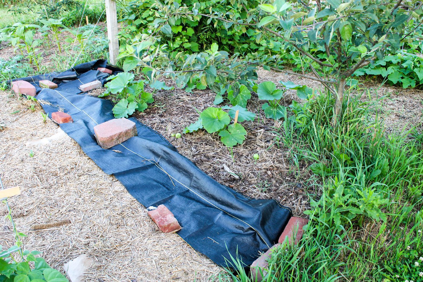 black plastic fabric covers garden to prevent weeds