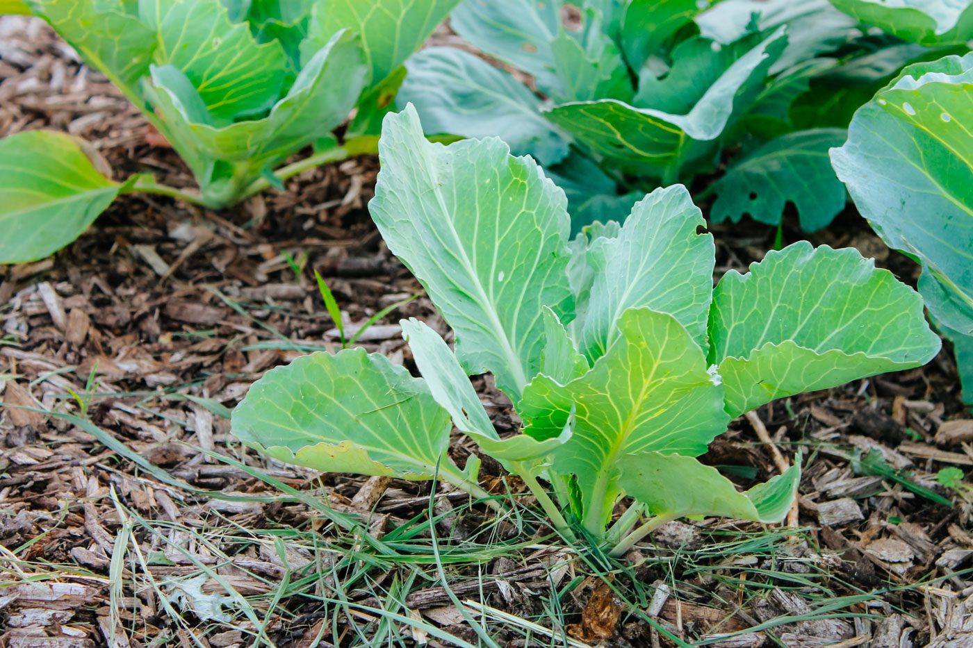 cabbage plants grows in garden bed