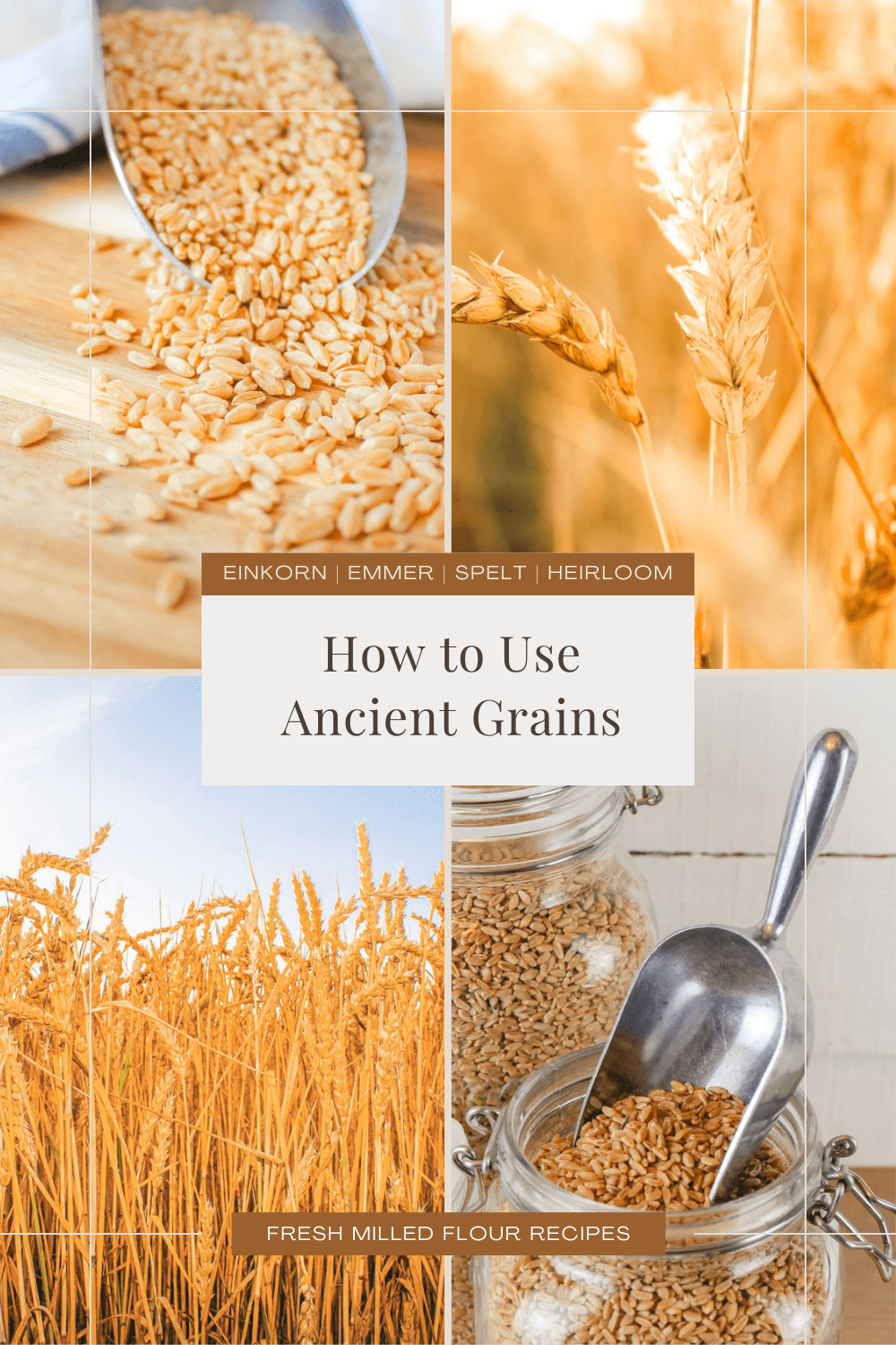 collage of images featuring a field of grain, wheat berries, storing wheat berry and a stalk of wheat in a golden field