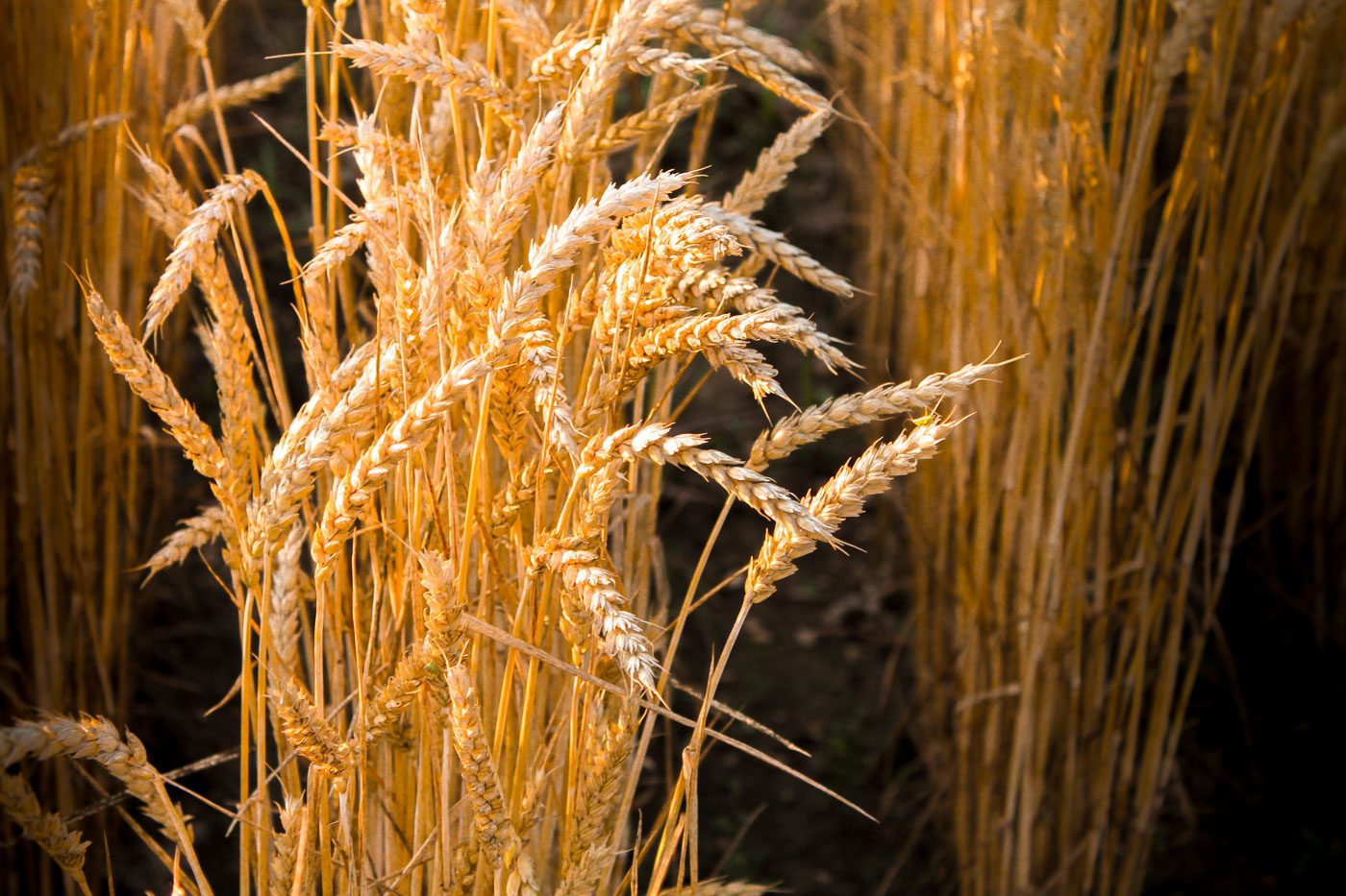 golden stalks of wheat growing in a field
