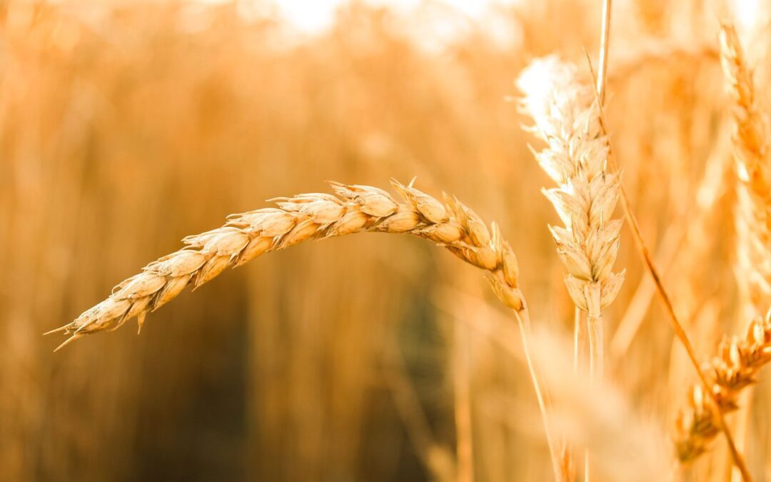 How to Choose Wheat Berries | Wheat Varieties