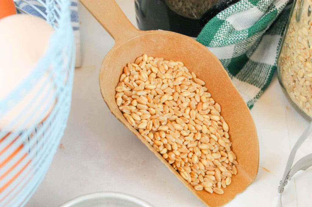 a brown scoop filled with hard wheat berries