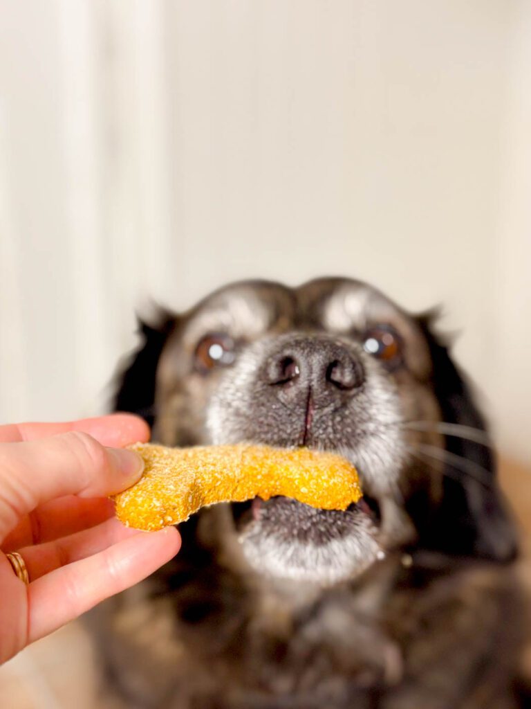 dog eating a bone shaped cookie