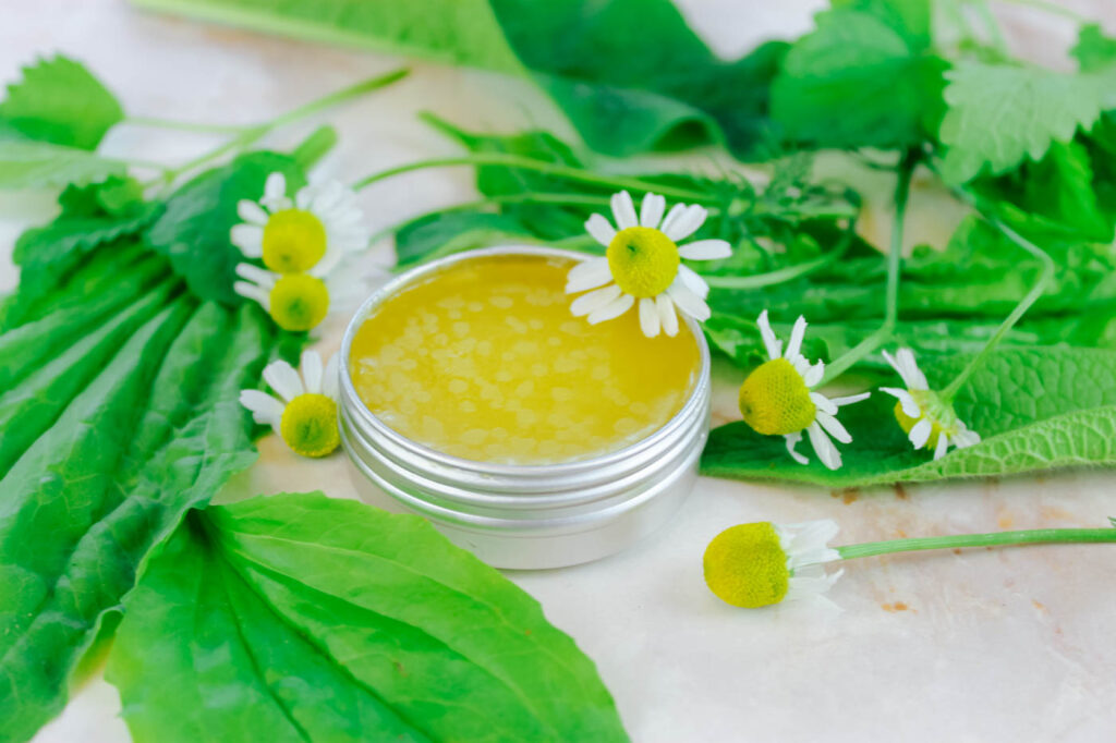 small container of salve sitting amongst plantain and chamomile
