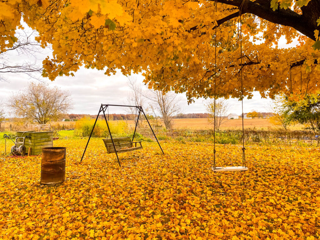 fall leaves cover ground of a garden