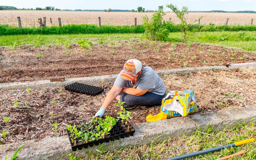 What to Plant in September