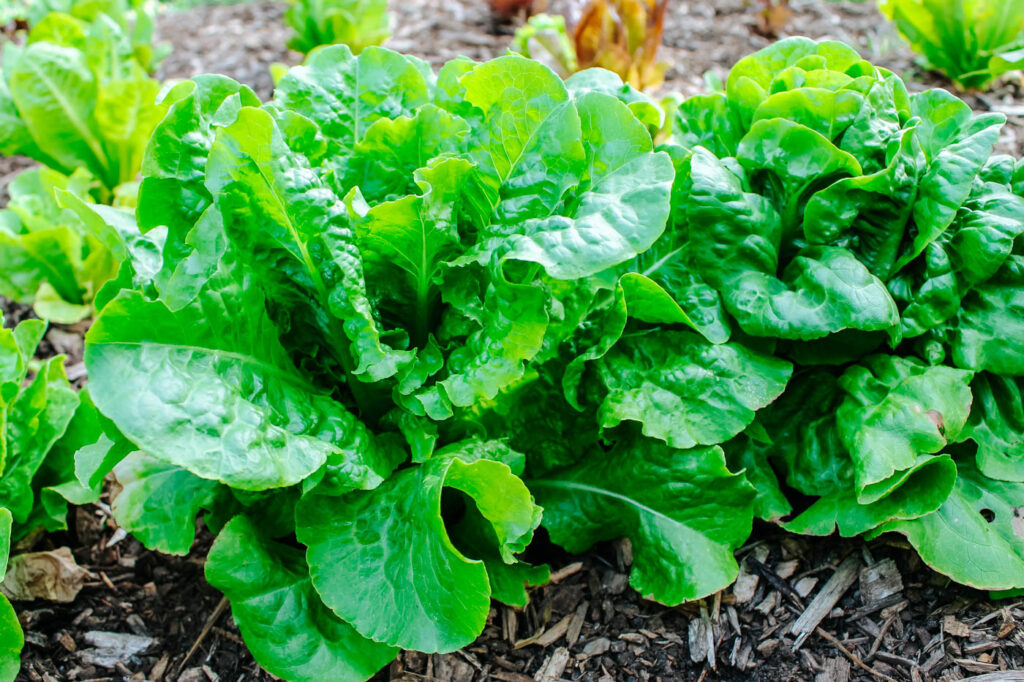 bunches of green lettuce growing in the garden