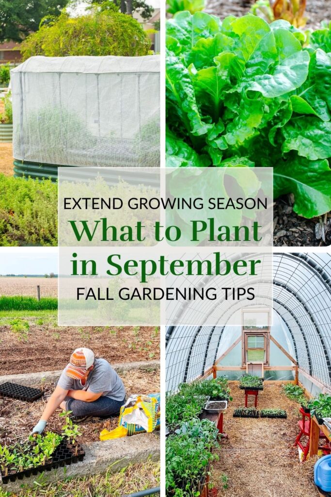 pinterest graphic displaying photos of a woman gardening, lettuce and a greenhouse