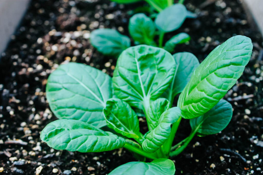 tatsoi growing an a raised bed